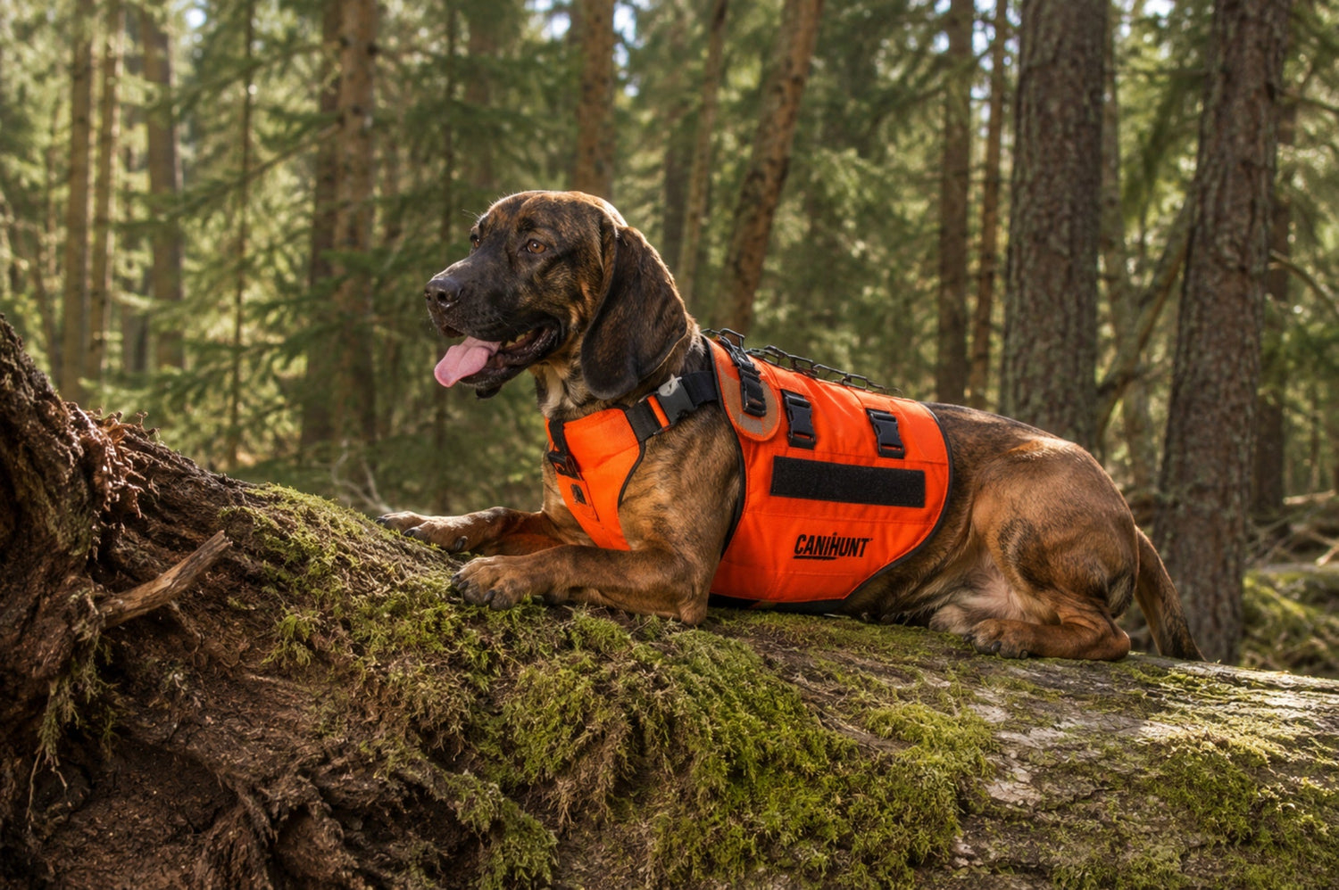 Beschermende kleding hond